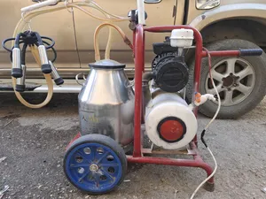 ‏أبقار‏0