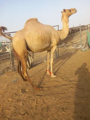 ‏جمال‏1