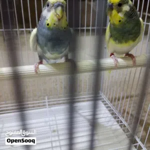 ذكور 2 شكري برصاصي