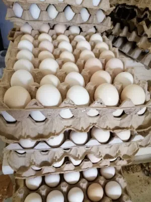 دحي عربي للاكل او التحضين