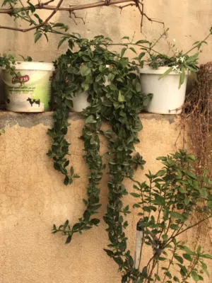 نباتات زينة