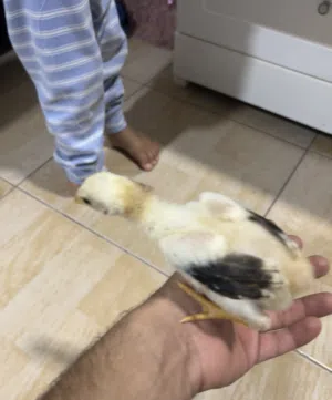 Fighters chicks available for sale