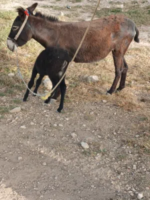 جحشه نخب اول وراها جحش صلاه النبي عليها كفاله غنم وركوب وحراث