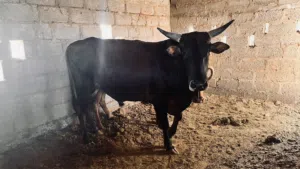 ثور عماني سمين