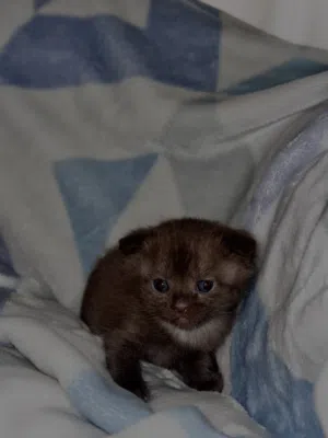 Brown female Scottish fold
