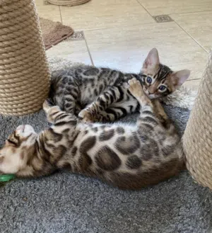 Exceptional Purebred Pedigree Bengal kittens Ready For New Home!!!