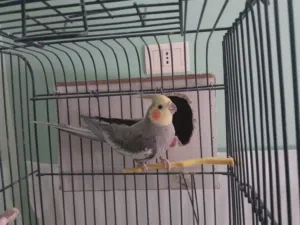 عصفور كوكتيل ذكر أليف السعر في الخاص أقرأ الوصف