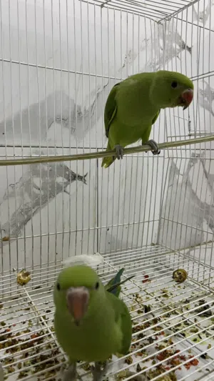 بغبغاء لبيع