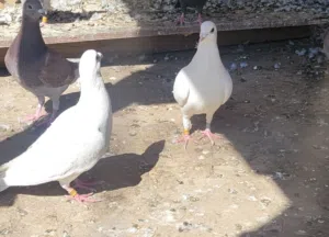 حمام زاجل اصل