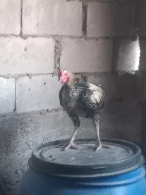 دجاج بلدي وديك