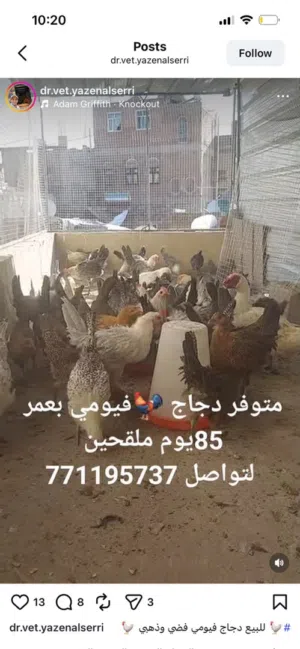 الدجاج الفيومي الملقح من الامراض في صنعاء
