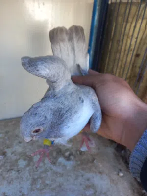 متاح طواير ذبانيات شغالات اول خيرها