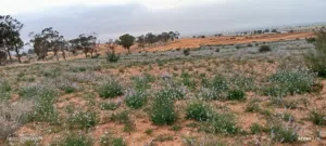 قطعة ارض زراعيه