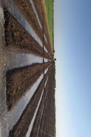 Farm Land for Sale in Khartoum Sharq Al-Nile