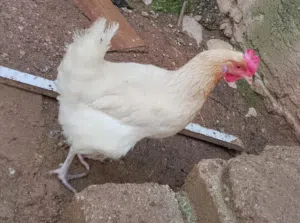 بيض بلدي مخصب    ( ابو عمر )