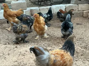 براهما للبيع أقرأ الوصف