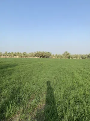 Chalet for Rent in Al Batinah Barka
