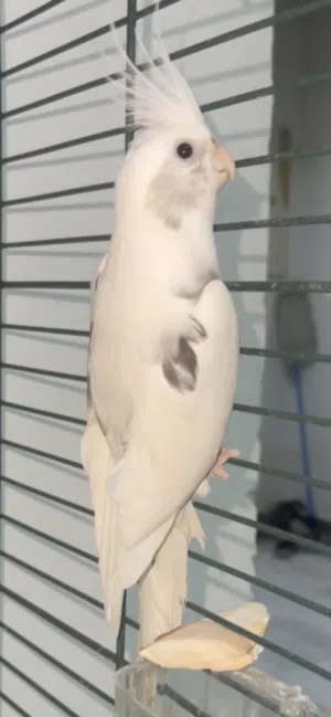 انثى كروان البينو بصمه 50٪اليفه