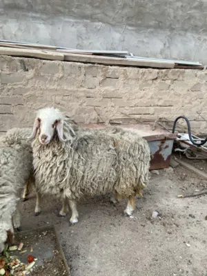 انثى ورجيني عمر سنه وشهرين  علف درجى اولى تربات بيت لحم نضيف