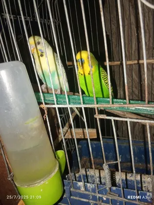 Birds0