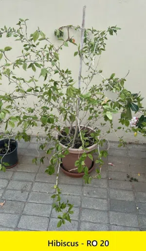 Plants for Sale