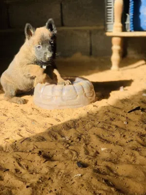 جراو مالينوا للبيع انتى ودكر عمرهم 32 يوم مواصفات درجه اوله سعر الجرو 1000 دينار