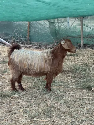 صحله عاقر ولا مره والده عمره 3سنوات