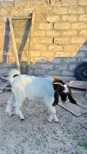 جدي هجين العمر 6شهور