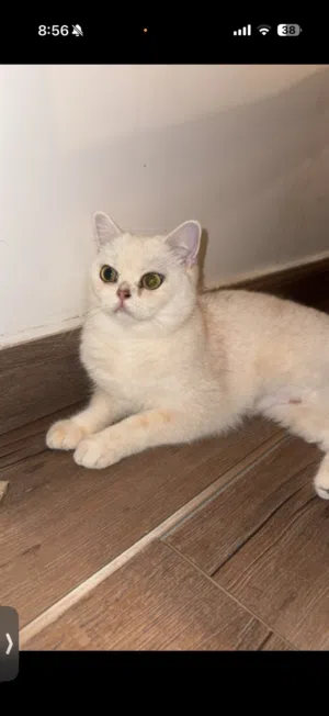قط ستريت سكوتش شورت هير