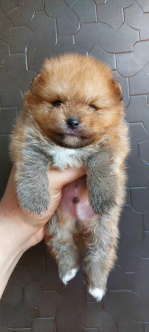 mini pomarian