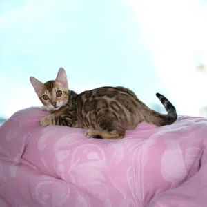 pure bengal kitten