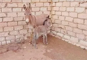 ‏حمير‏1