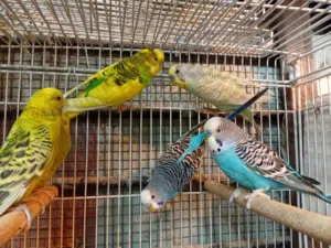 متاح جواز طيور حب للبيع كوم كامل اقرا الوصف