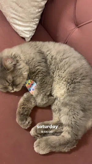 للبيع قطه جميله وهادئه وتحب تلعب