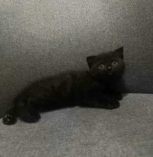 قط ذكر  بايكلر بلاك bicolor black cat for sale