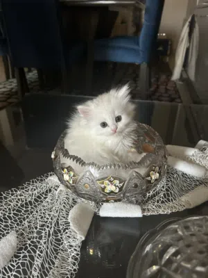 Little Persian kittens 55 days males & female
