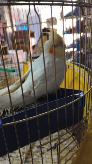 كوكتيل الايف جدا جدا العمر 4 شهور  ذكر  الايف يحب العب  يدق باب البيت ينادي