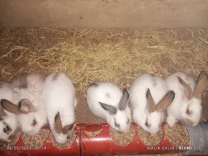 Rabbits0