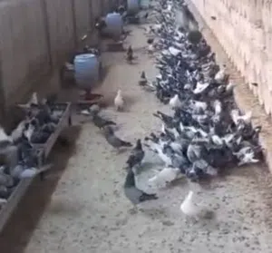 جمله حمام زاجل ذكور