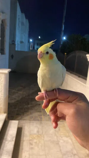 ببغاء كوكتيل انثى لاتينو اليفه للبيع او للبدل على جوز كنار