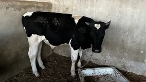 ‏أبقار‏0