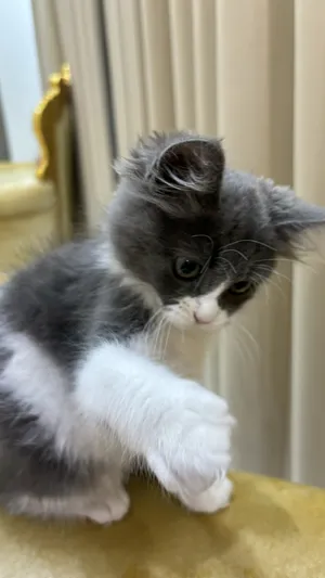 British shorthair male kitten
