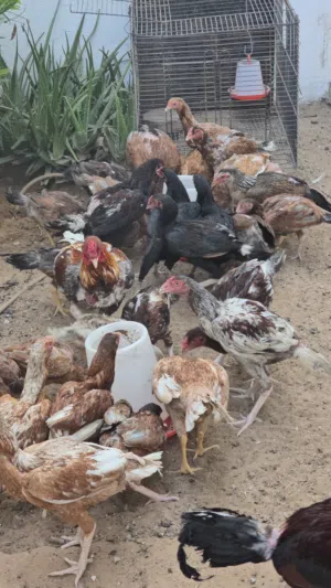 دياي باكستاني مستوا عالي