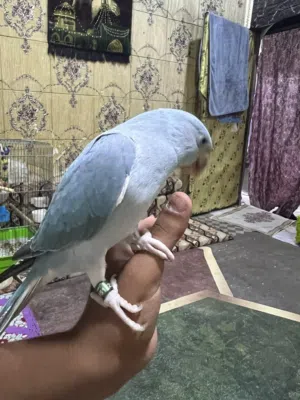 دره كلير سماىي فول لعب ستوه بادي بلكلام العمر 7 اشهر فول الافه يلعب ويرگص يقبل التمسح يصعد ع يد ياكل