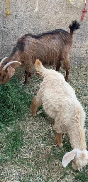 شاه مع ولدها عمره تقريبا 6اشهر