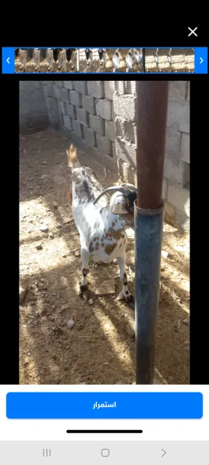شاه ظفارية للبيع (التواصل في التطبيق لا يوجد واتس بالرقم )