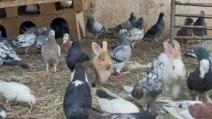 للبيع مجموعة حمام مختلفة الانواع يتوفر شمسي وزاجل ومكاو وباكستاني وحمام هجين والجميع بصحة وعافية
