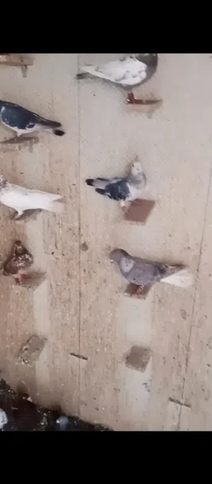 حمام كش للبيع
