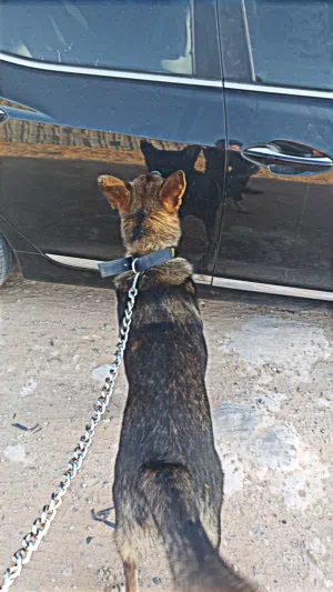 مطلوب كلب أو جرو اهم شي شراسة في دم