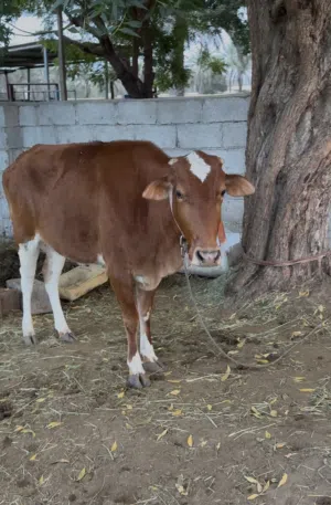 بقره تهجين هولندي عماني ( عشار )